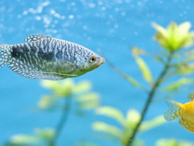 Rätt vattenvärden i akvariet